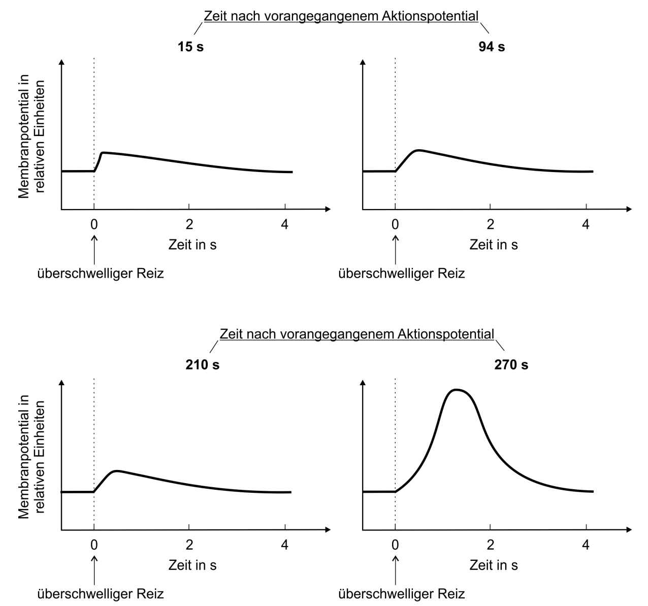 Vier Grafiken: Membranpotential über Zeit nach vorhergehendem Aktionspotential bei verschiedenen Zeitabständen.